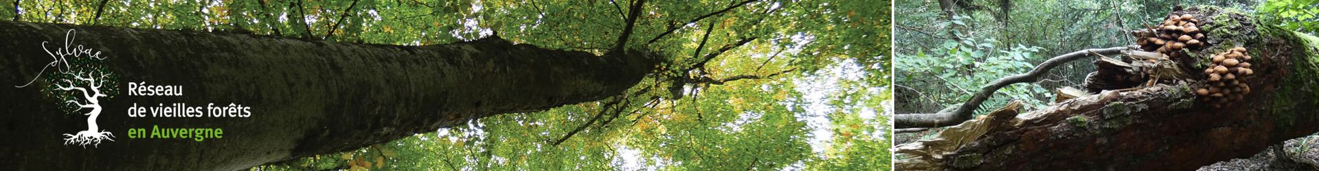 Bannière Préservons les vieilles forêts en Auvergne !