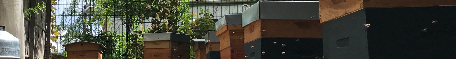 Bannière FESTIVAL VIVACES - Balade à la rencontre des abeilles & visite d’une ruche