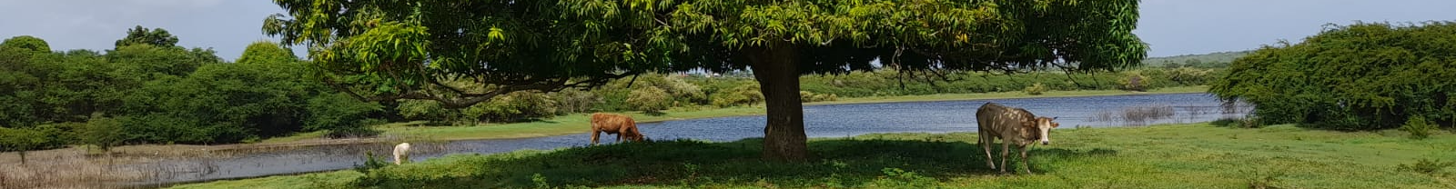 Bannière Amoureux au Lac 