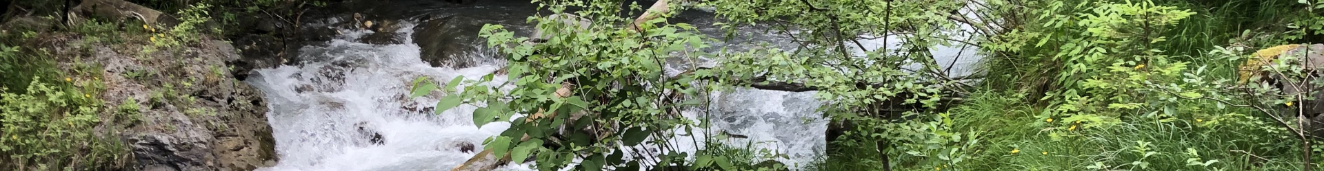 Bannière Mercredi, j'ai forêt !